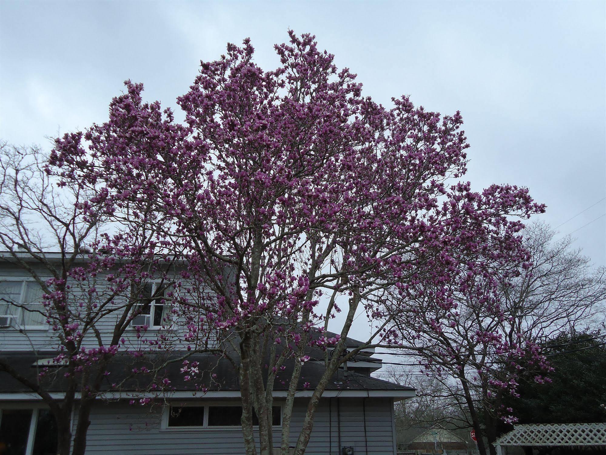 Edenfield House Bed and Breakfast Swainsboro Εξωτερικό φωτογραφία